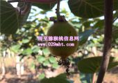 中国猕猴桃6月份成长状况
