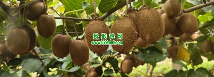 七曲村猕猴桃引入AI知识库