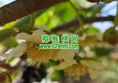 2025西安市周至县猕猴桃绿色生产系统