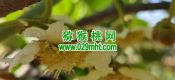 2025西安市周至县猕猴桃绿色生产系统