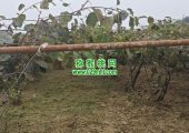 周至县猕猴桃图片故事，采摘过后