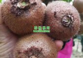 陕西省西安市周至县猕猴桃成熟图片了解一下，批发销售