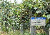 周至县猕猴桃微信公众号