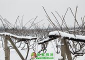 1月27中国猕猴桃之乡雪中图片