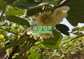 周至县猕猴桃果农人工授粉花粉不便宜