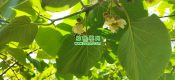 陕西省眉县猕猴桃开花的图片