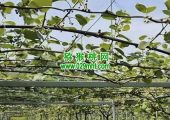 日本猕猴桃果园，大家一起来了解