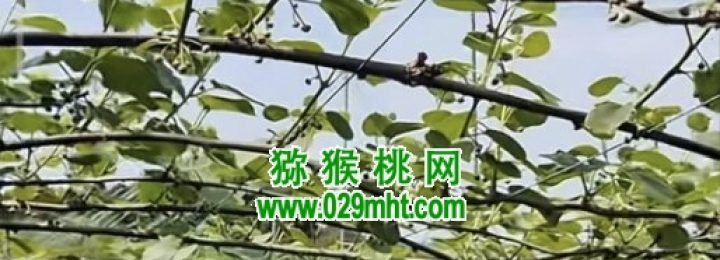 日本猕猴桃果园，大家一起来了解