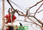 学习猕猴桃“快剪法”，省工省力高效率