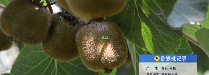 周至县猕猴桃产地今天开始降温