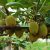 陕西省数字化猕猴桃示范园打造智慧猕猴桃果园。