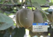 那里猕猴桃好，周至县猕猴桃绿色好吃