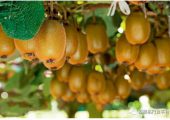中国猕猴桃优生区及种植栽培管理要点