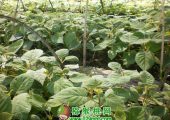 猕猴桃苗木图片，中国猕猴桃