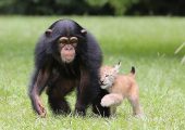美黑猩猩与猞猁幼仔“兄弟情深”
