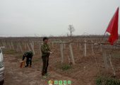 兄弟县武功县冬剪进行中，该园区8亩树龄8年。
