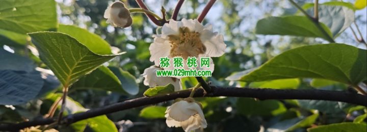眉县猕猴桃进入猕猴桃授粉时间，收花粉