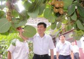 为什么说未来农业看好猕猴桃产业