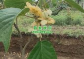 助力西北农林科技大学学生的猕猴桃IoT平台。