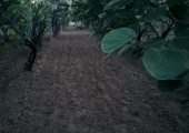 清晨在周至猕猴桃果园进行花苞采摘。