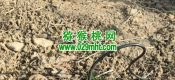 周至县猕猴桃要不要人工授粉