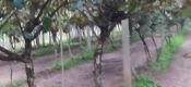 雨后的周至猕猴桃家庭农场绿色淳朴科学，猕猴桃记录107