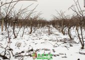 中国陕西周至猕猴桃之乡冬天雪景