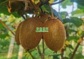 周至县猕猴桃的主要品种有哪些