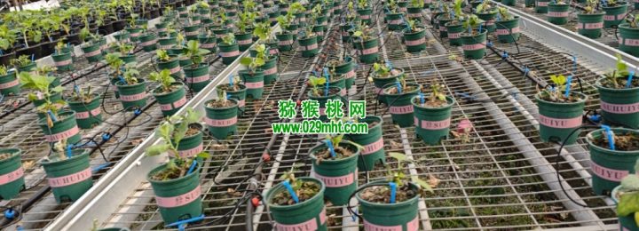 一起来沣东农博园 一起来沣东农博园