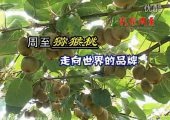 周至猕猴桃和眉县猕猴桃强强联手打造陕西猕猴桃品牌
