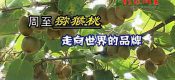 周至猕猴桃和眉县猕猴桃强强联手打造陕西猕猴桃品牌