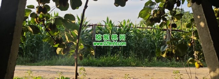眉县猕猴桃果园6月份生长记录