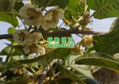 陕西省西安市猕猴桃开花了。
