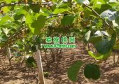周至县猕猴桃6月份进入果子成长期