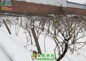 2018周至猕猴桃产地降雪图片