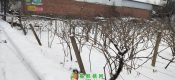 2018周至猕猴桃产地降雪图片