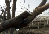 猕猴桃伤流堵都堵不住，伤流成因及其影响有哪些？