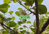 周至猕猴桃雄花公花出现收购