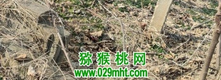 不出售的自己猕猴桃果园实况