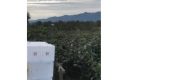 猕猴桃朋友圈里那些卖猕猴桃的朋友都在说什么?