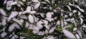 今天西安降雪了周至猕猴桃产地降雪了