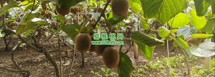 七曲村猕猴桃采摘猕猴桃乐园
