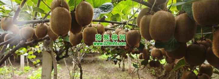 2026年10月周至猕猴桃绿色好吃