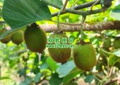 周至县猕猴桃哪个品种好吃？