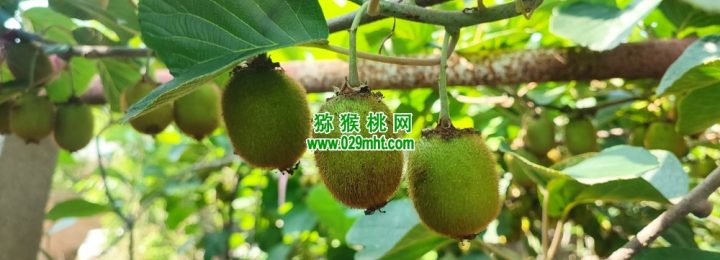 周至县猕猴桃哪个品种好吃？