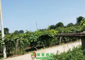 陕西省周至县猕猴桃家庭农场