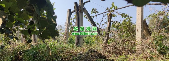 周至县猕猴桃农场果园生长跟踪，10月22