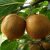 陕西猕猴桃为什么会成为陕西特产？