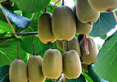 陕西猕猴桃总产面积在全国第一位