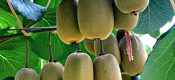 陕西猕猴桃总产面积在全国第一位